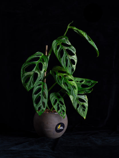 Monstera Adansonii variegated Indo Mint (AI-2431)