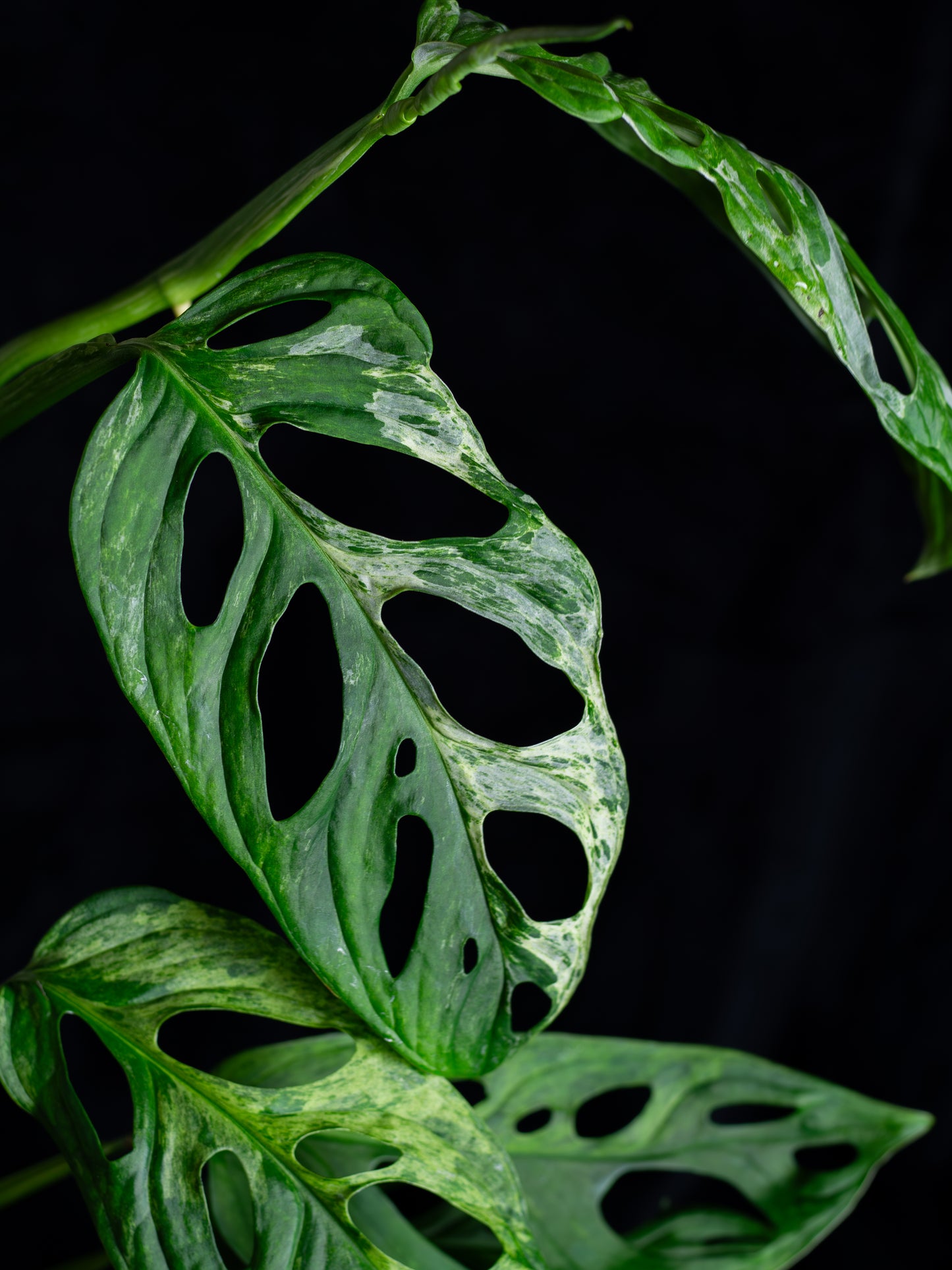Monstera Adansonii variegated Indo Mint (AI-2431)