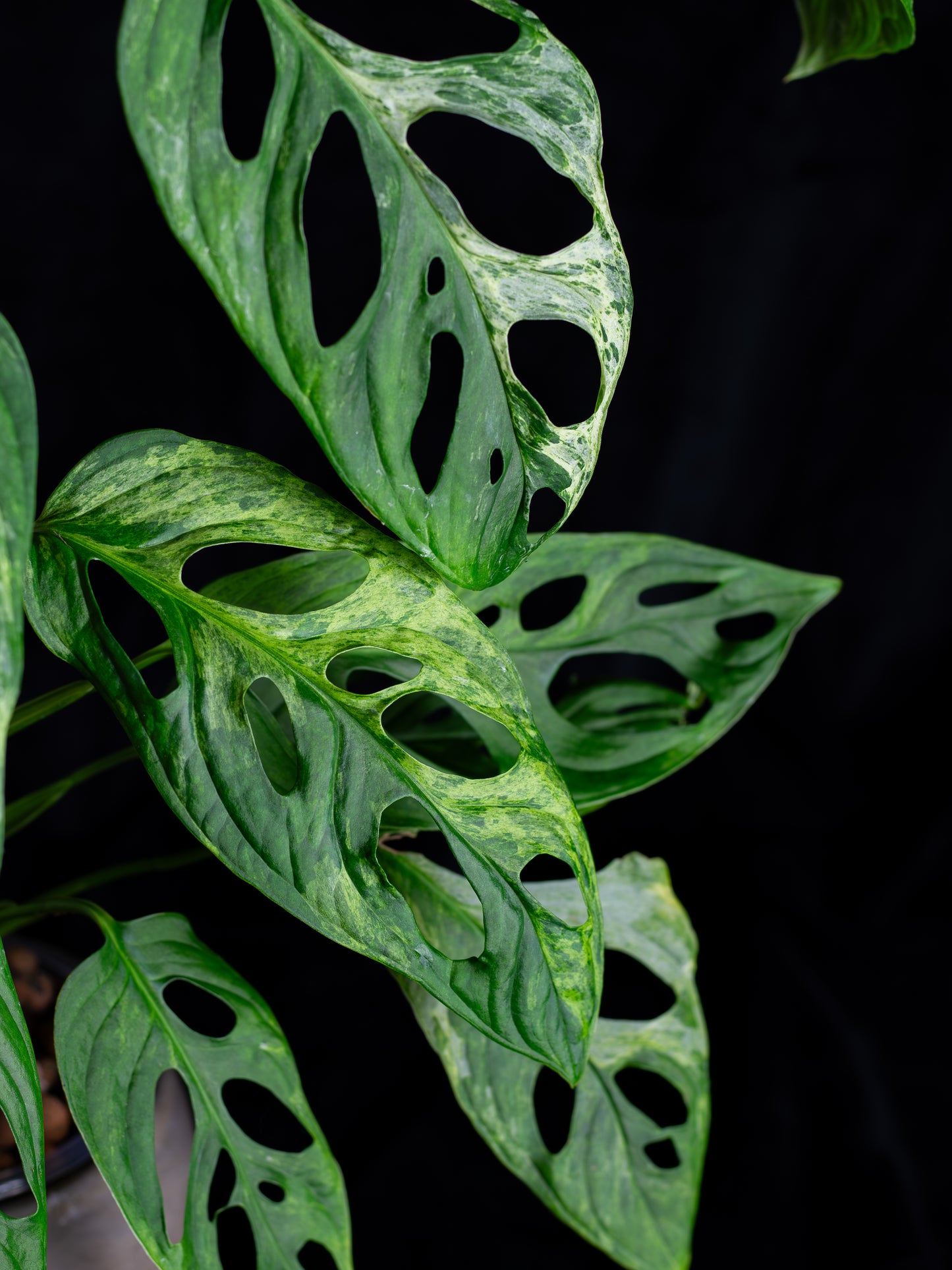 Monstera Adansonii variegated Indo Mint (AI-2431)