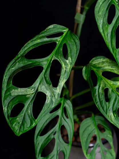 Monstera Adansonii variegated Indo Mint (AI-2431)