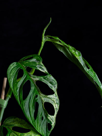 Monstera Adansonii variegated Indo Mint (AI-2431)