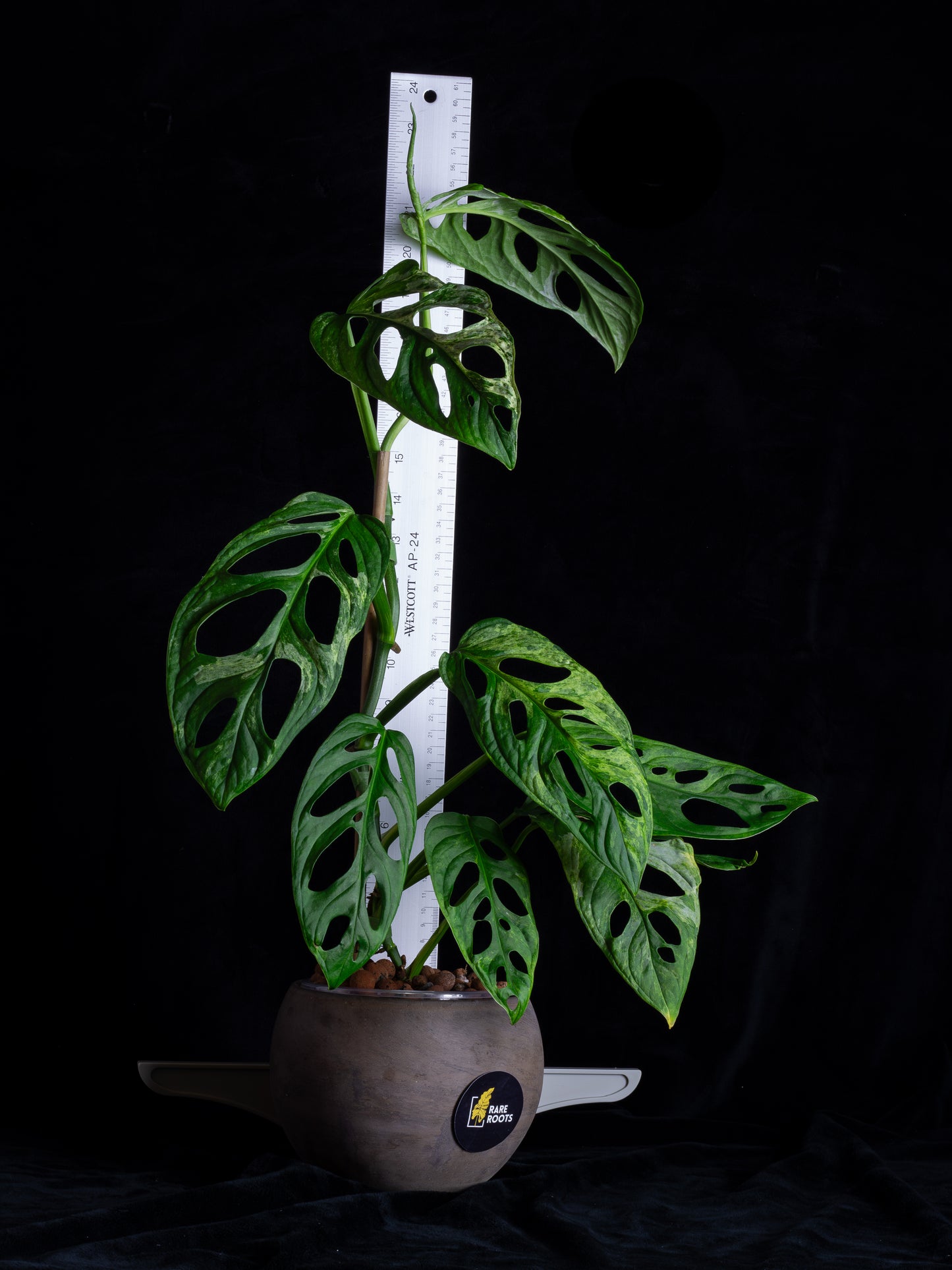 Monstera Adansonii variegated Indo Mint (AI-2431)
