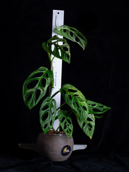 Monstera Adansonii variegated Indo Mint (AI-2431)