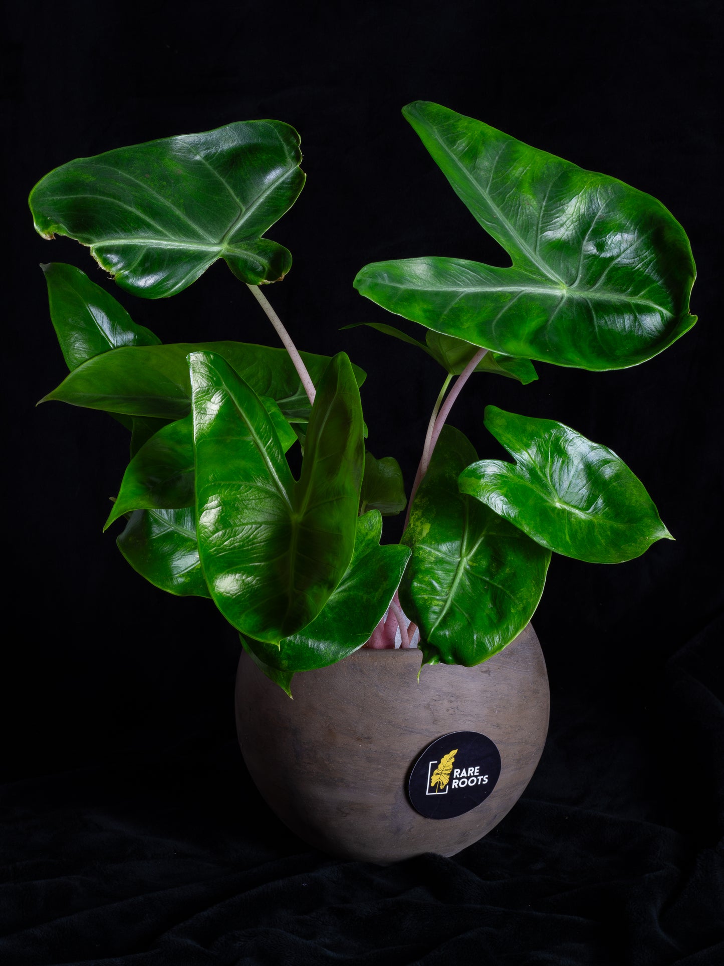 Alocasia baginda 'Pink Dragon' variegated (APD-2121)