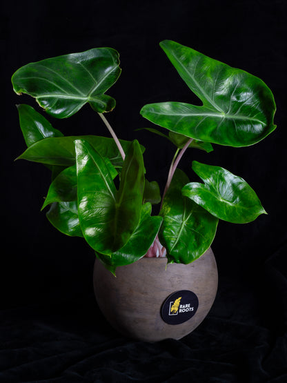 Alocasia baginda 'Pink Dragon' variegated (APD-2121)