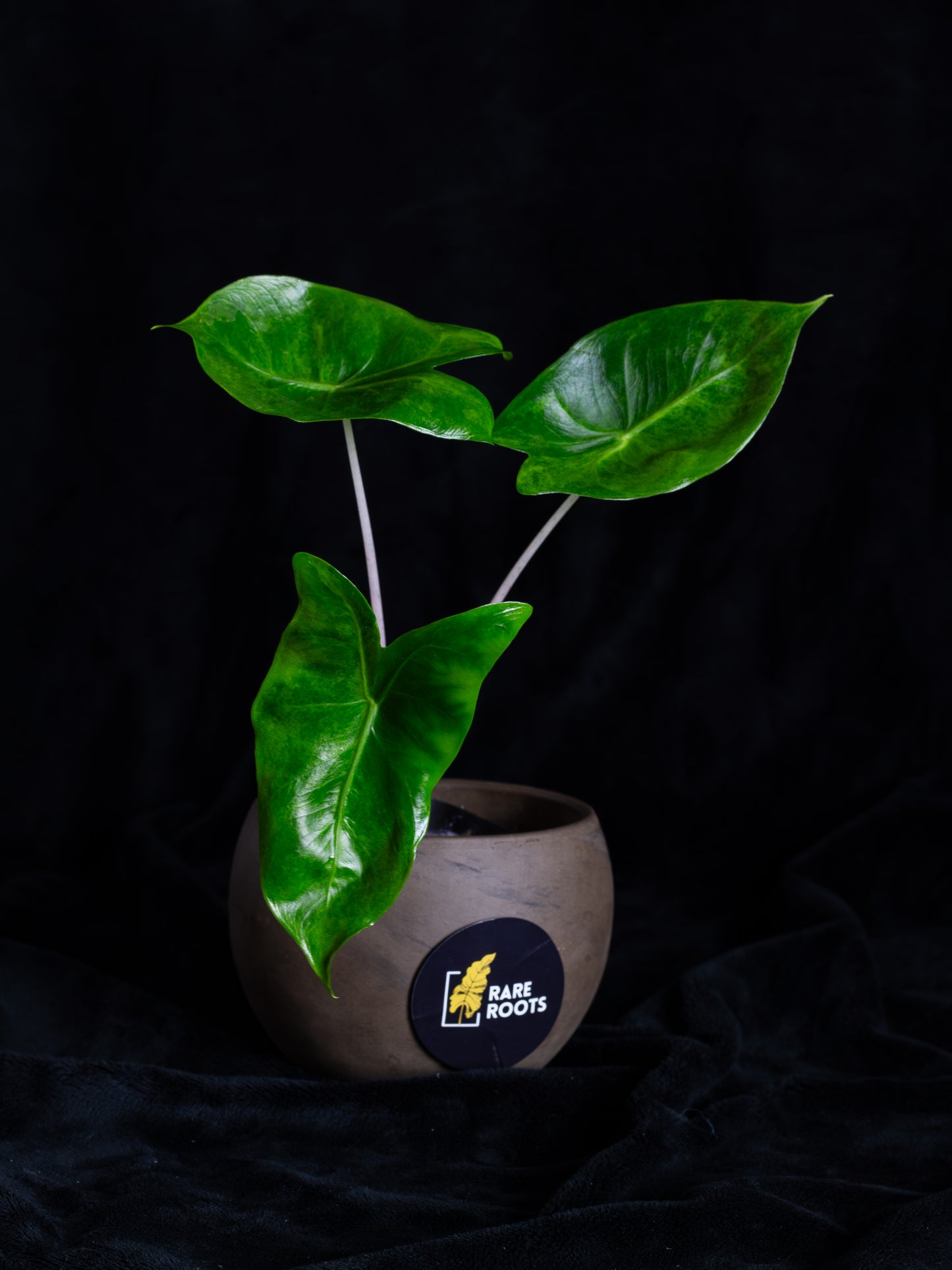 Alocasia baginda 'Pink Dragon' variegated (APD-2121)