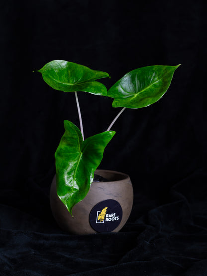 Alocasia baginda 'Pink Dragon' variegated (APD-2121)