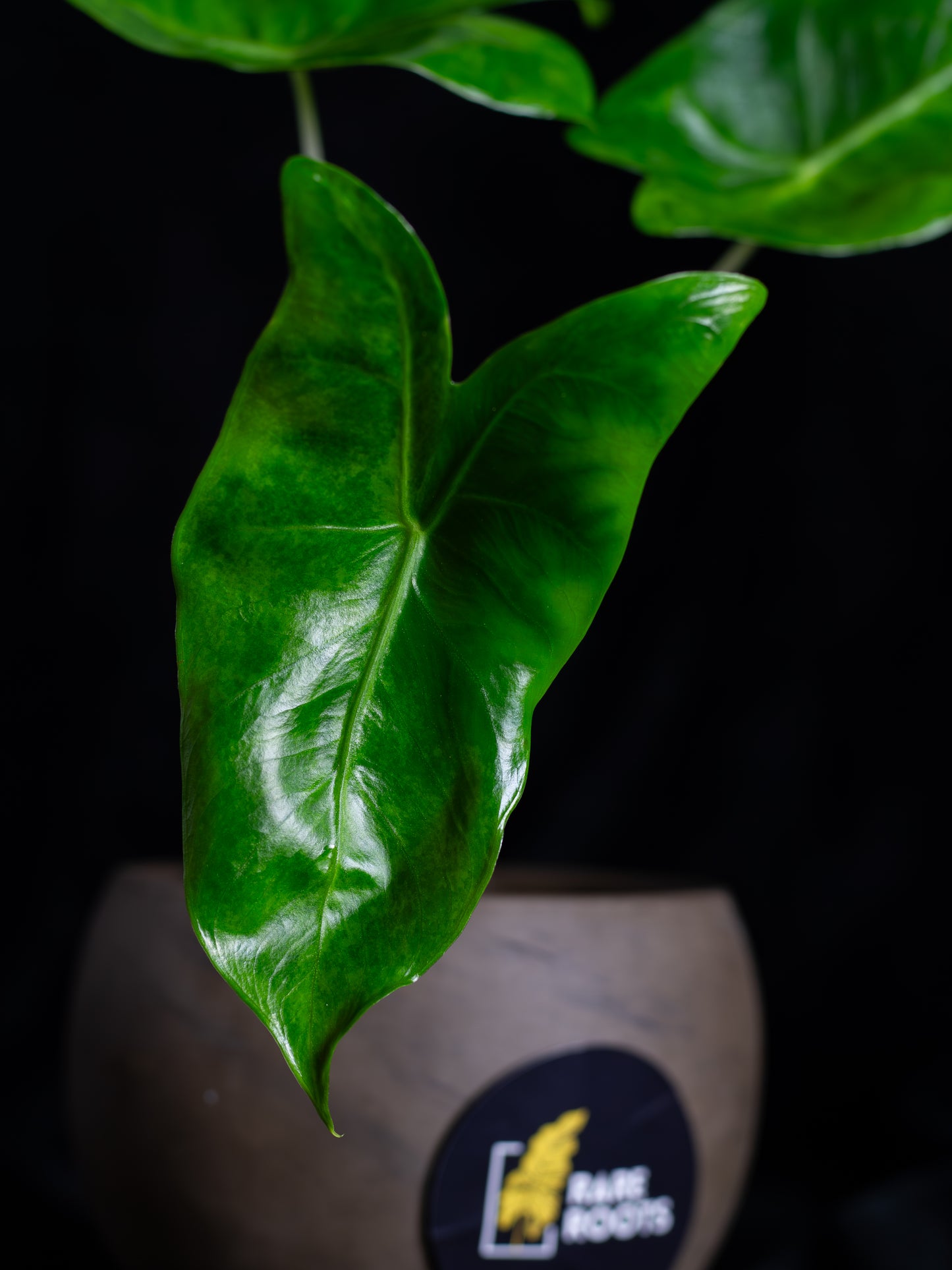 Alocasia baginda 'Pink Dragon' variegated (APD-2121)
