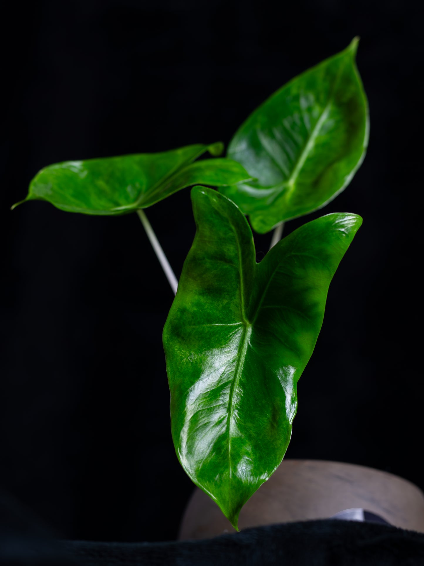 Alocasia baginda 'Pink Dragon' variegated (APD-2121)