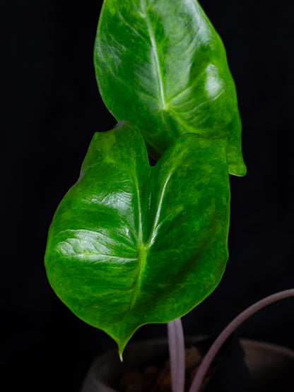 Alocasia baginda 'Pink Dragon' variegated (APD-2121)