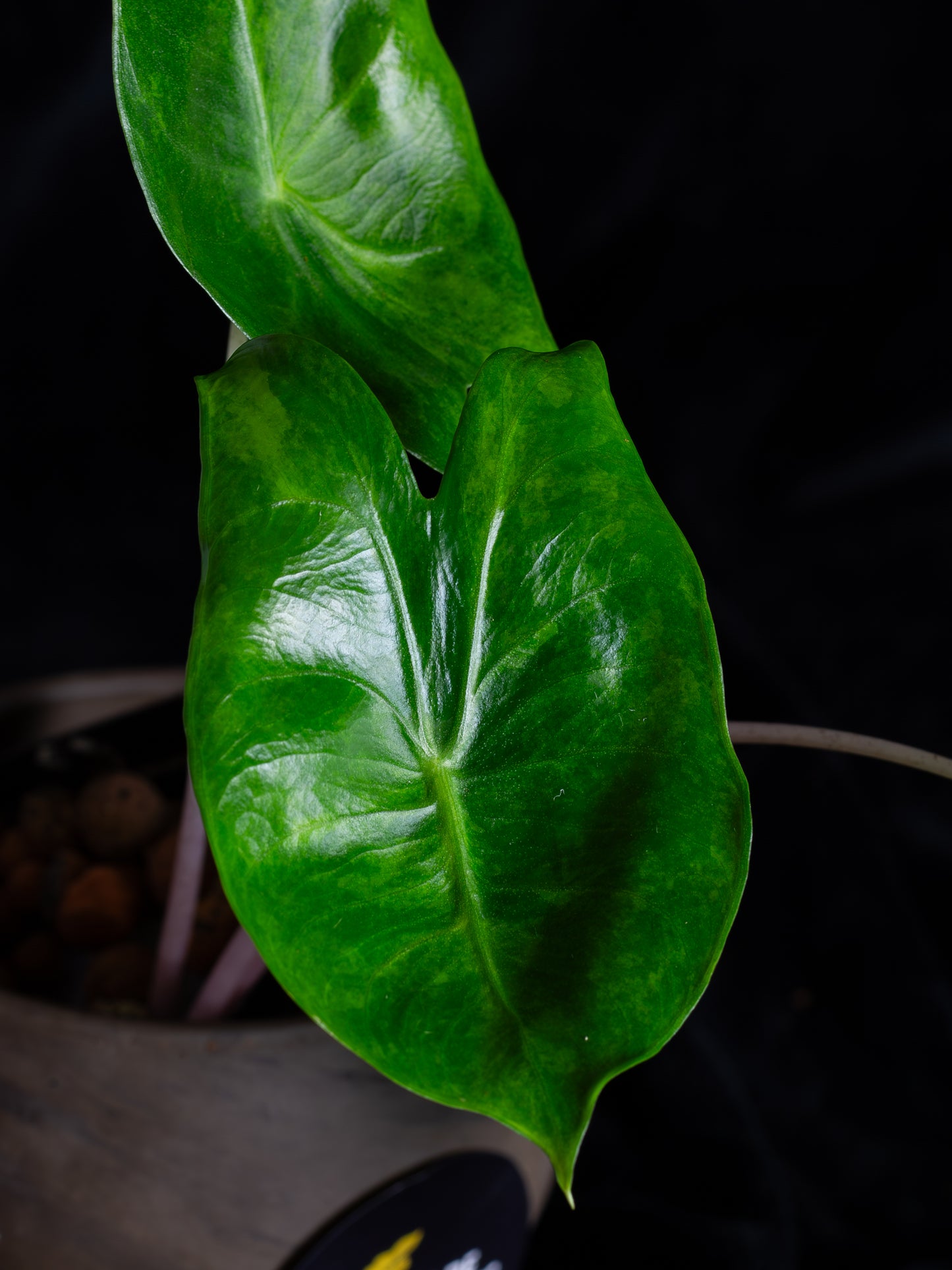Alocasia baginda 'Pink Dragon' variegated (APD-2121)