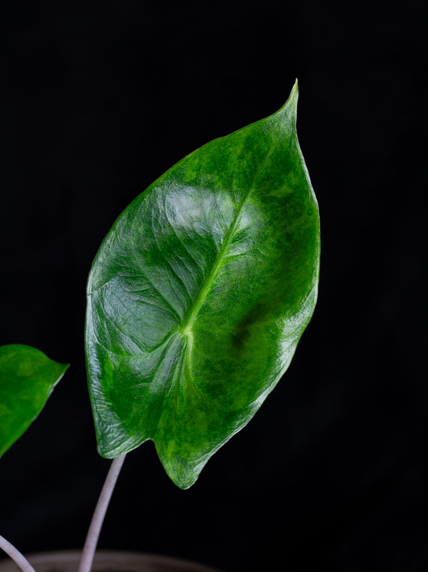 Alocasia baginda 'Pink Dragon' variegated (APD-2121)