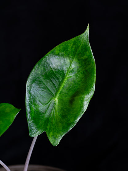 Alocasia baginda 'Pink Dragon' variegated (APD-2121)