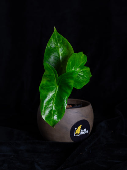 Alocasia baginda 'Pink Dragon' variegated (APD-2121)