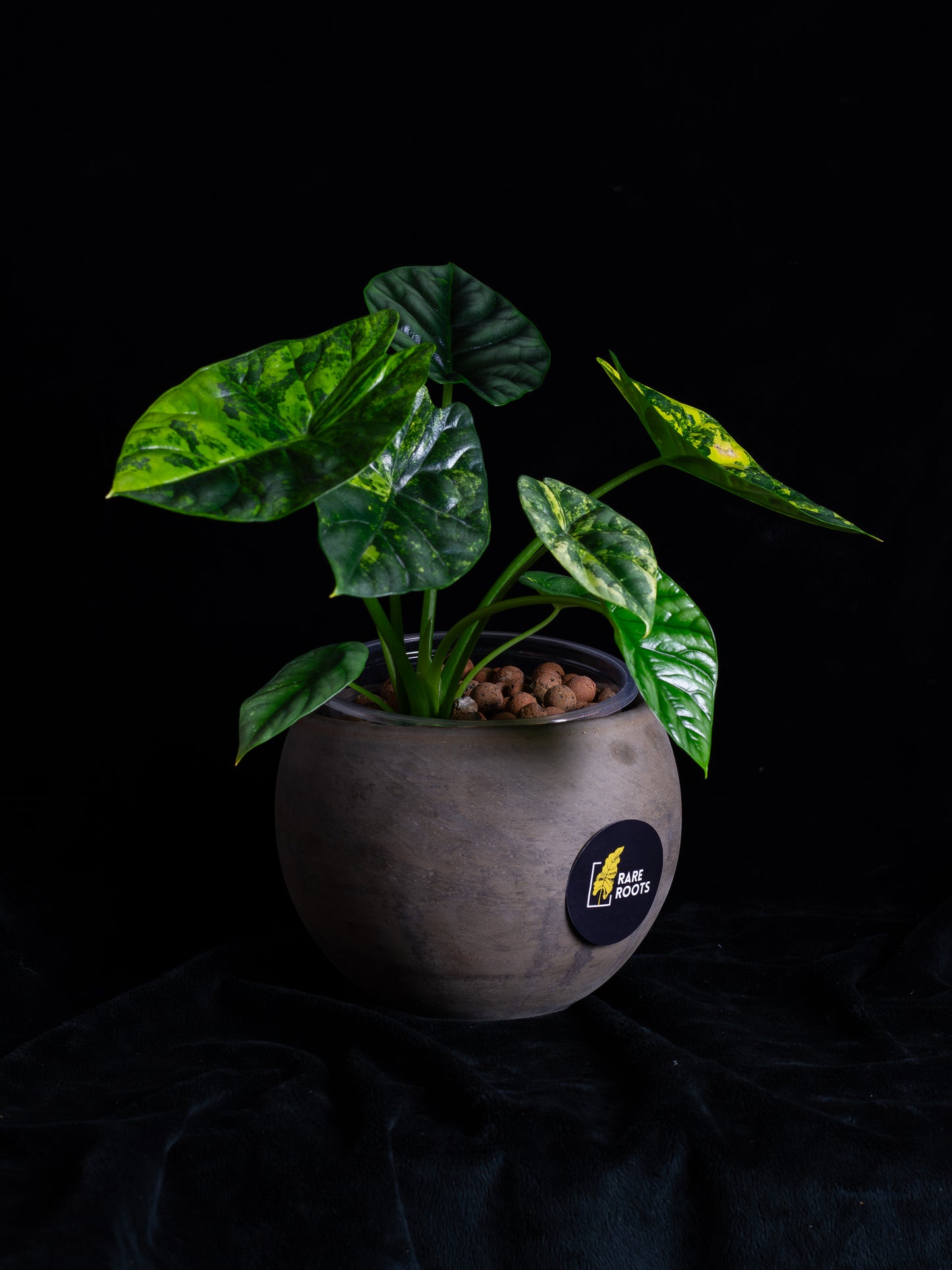 Alocasia Sinuata 'Quilted Dreams' variegated - corming size (ASAU-2211)