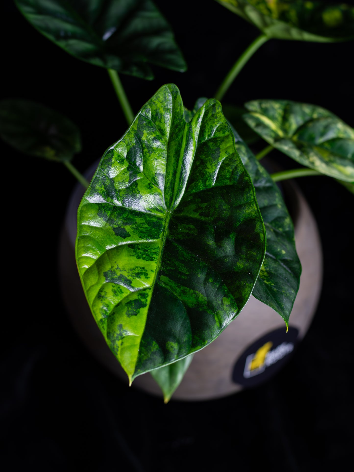 Alocasia Sinuata 'Quilted Dreams' variegated - corming size (ASAU-2211)