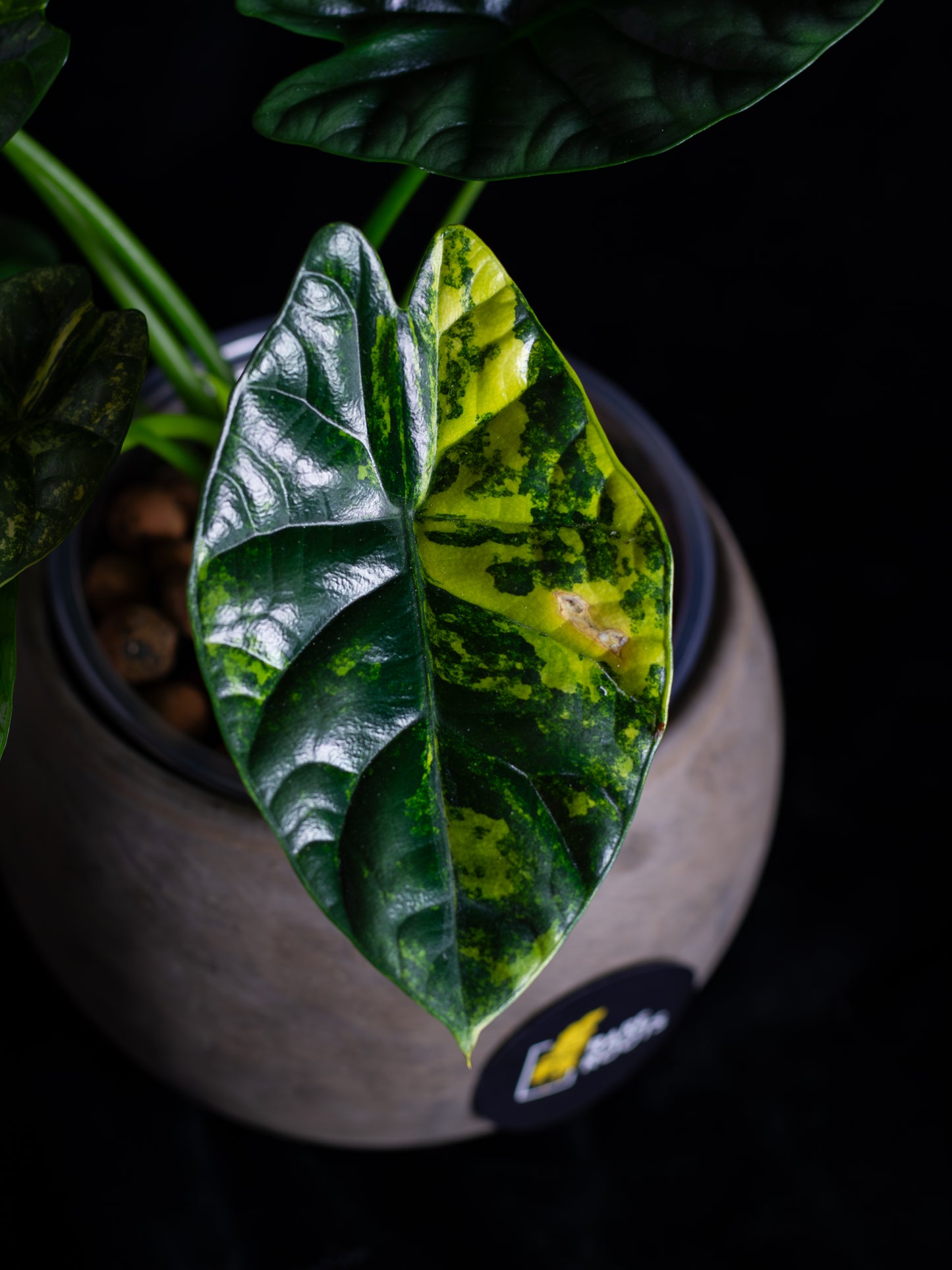 Alocasia Sinuata 'Quilted Dreams' variegated - corming size (ASAU-2211)