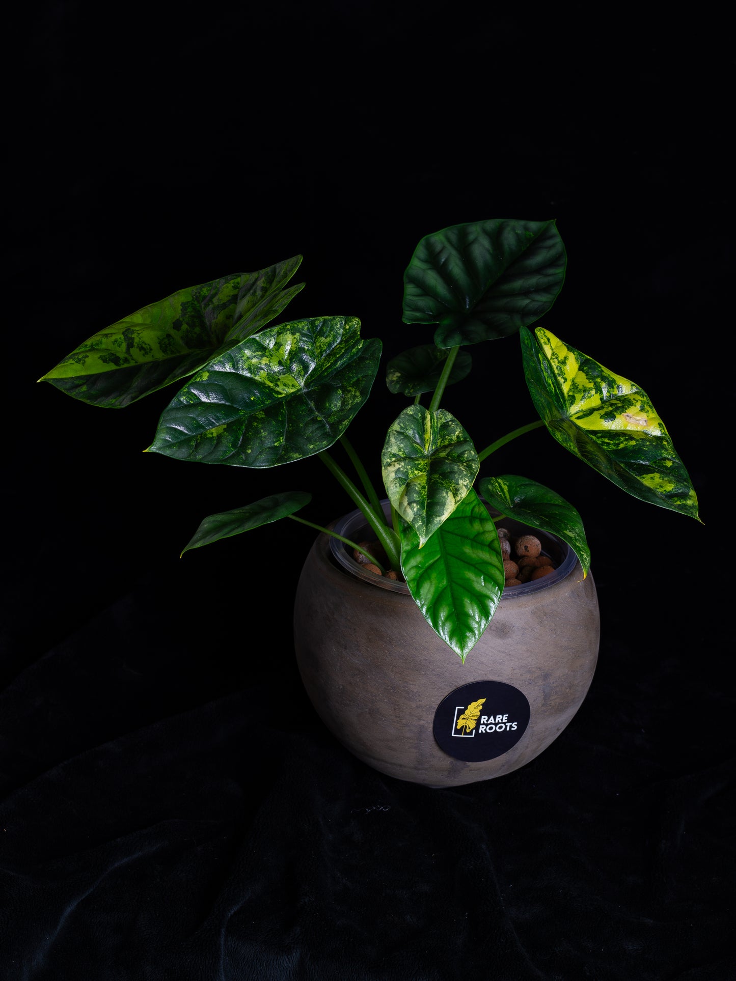 Alocasia Sinuata 'Quilted Dreams' variegated - corming size (ASAU-2211)