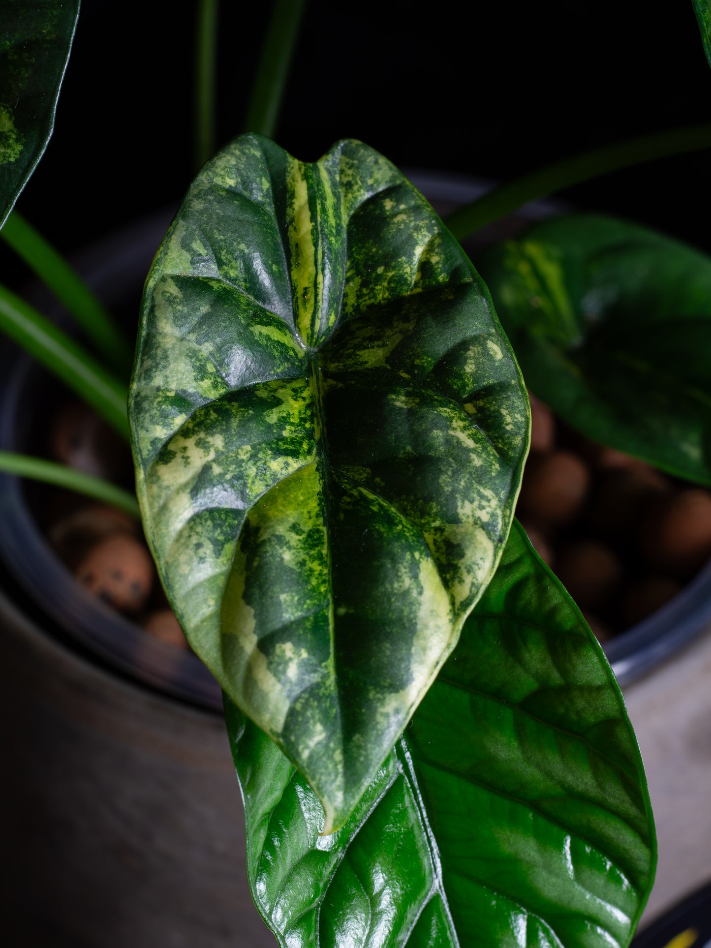 Alocasia Sinuata 'Quilted Dreams' variegated - corming size (ASAU-2211)