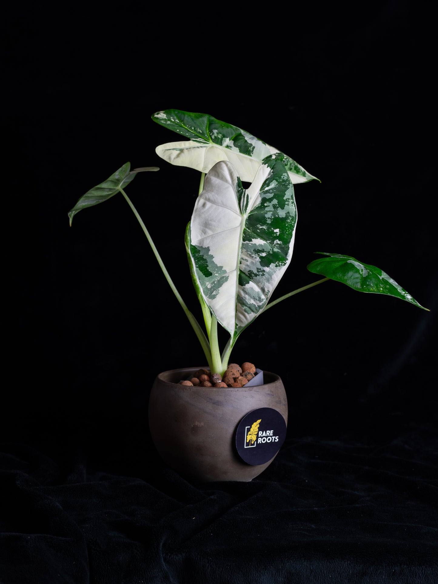 Alocasia 'Frydek' micholitziana variegated (AVF-2122)