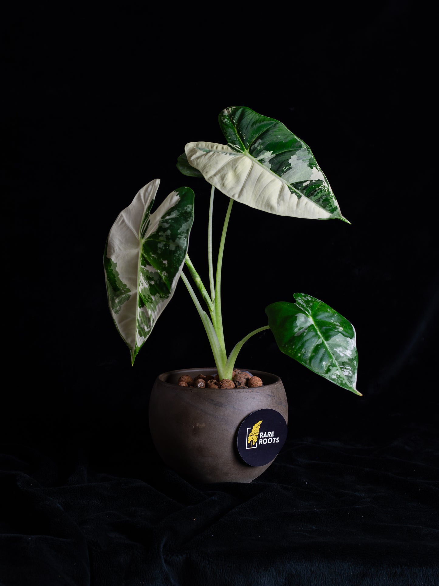 Alocasia 'Frydek' micholitziana variegated (AVF-2122)