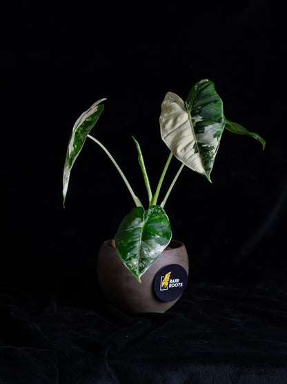 Alocasia 'Frydek' micholitziana variegated (AVF-2122)