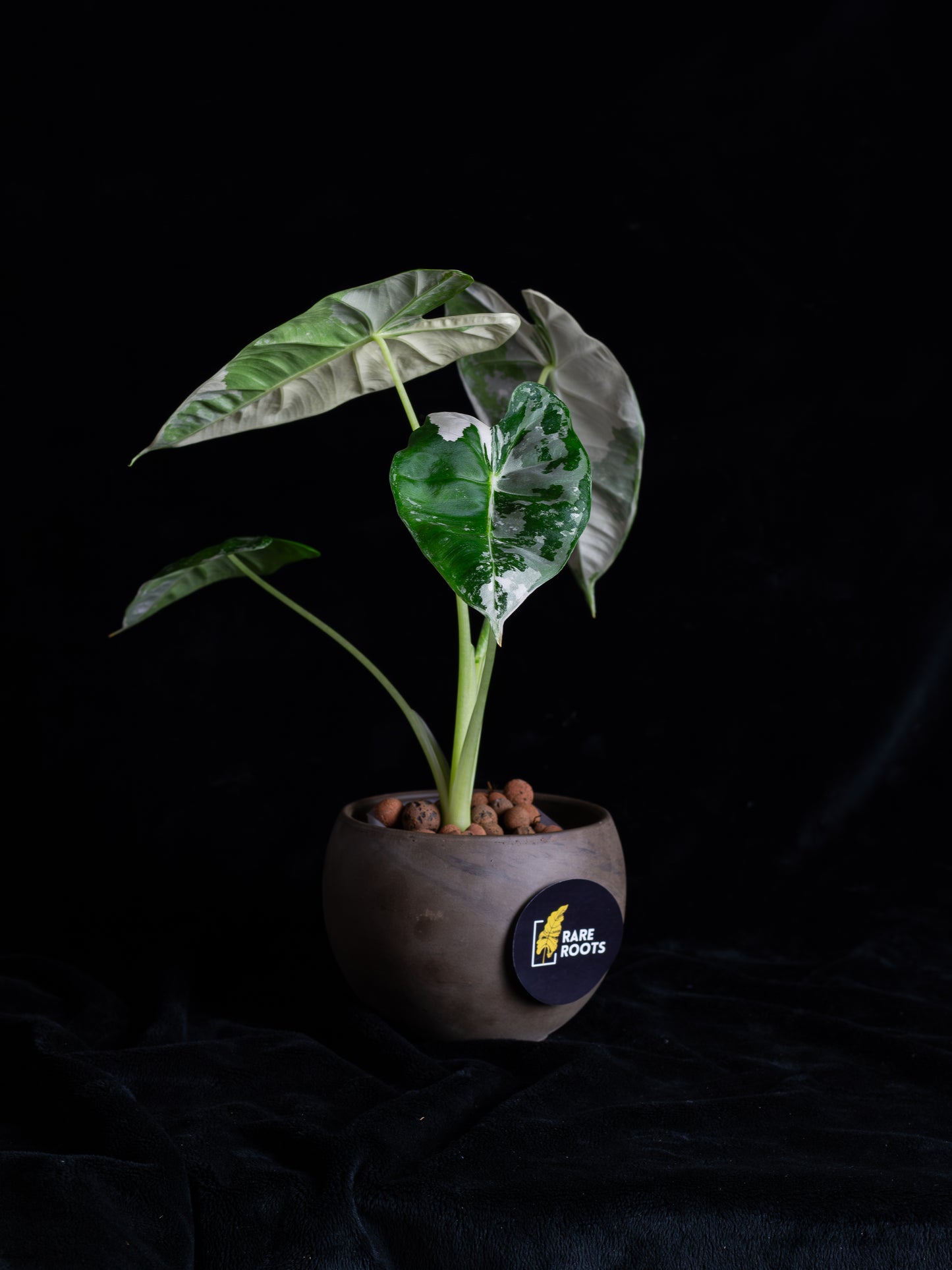 Alocasia 'Frydek' micholitziana variegated (AVF-2122)