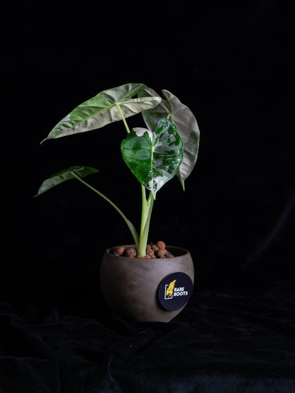 Alocasia 'Frydek' micholitziana variegated (AVF-2122)