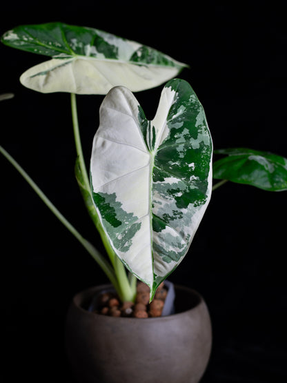 Alocasia 'Frydek' micholitziana variegated (AVF-2122)