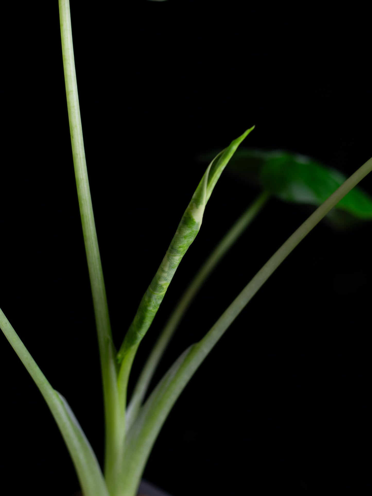 Alocasia 'Frydek' micholitziana variegated (AVF-2122)