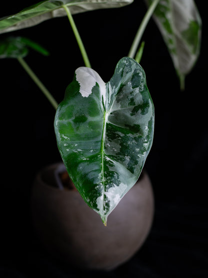 Alocasia 'Frydek' micholitziana variegated (AVF-2122)