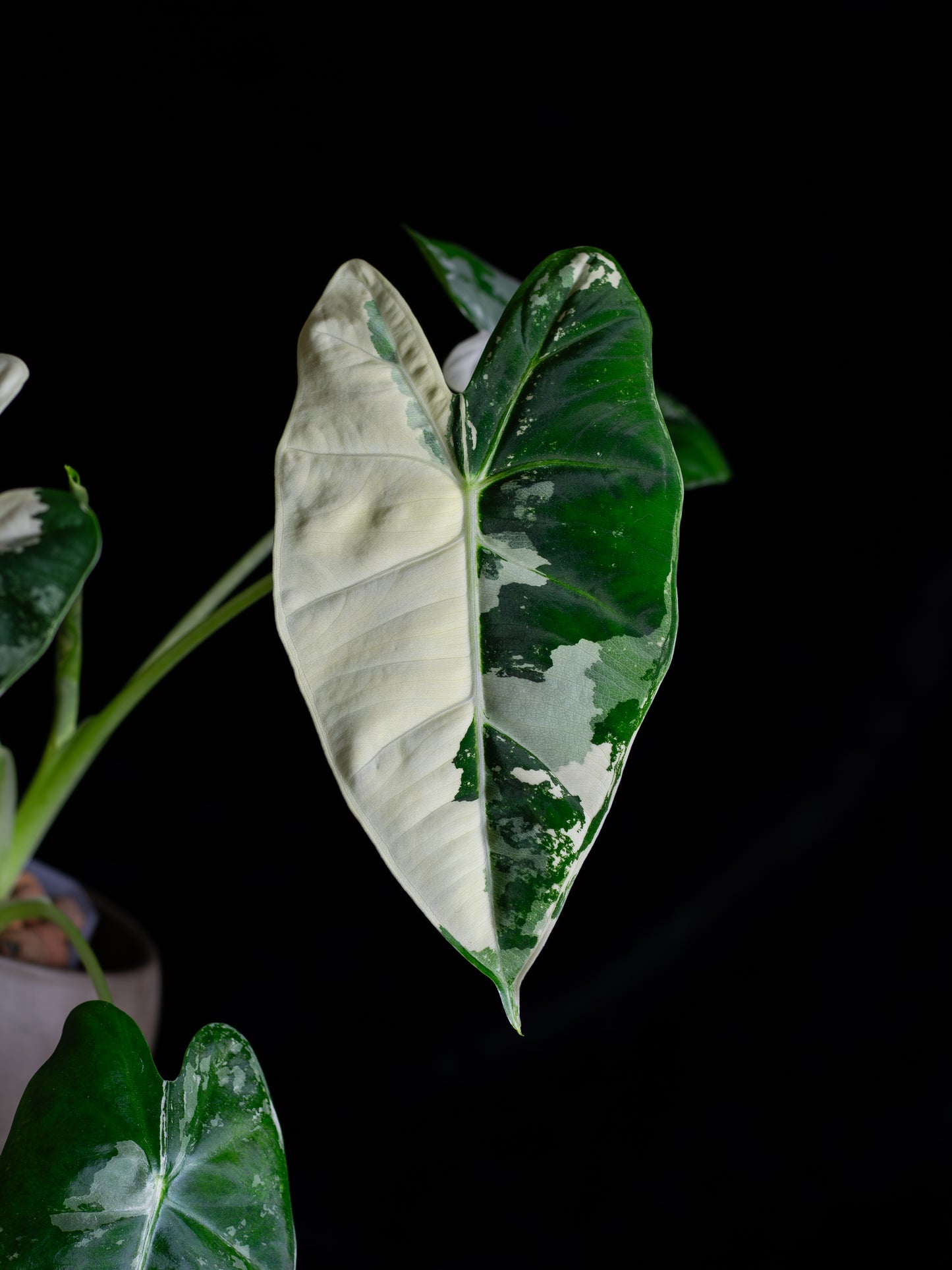 Alocasia 'Frydek' micholitziana variegated (AVF-2122)
