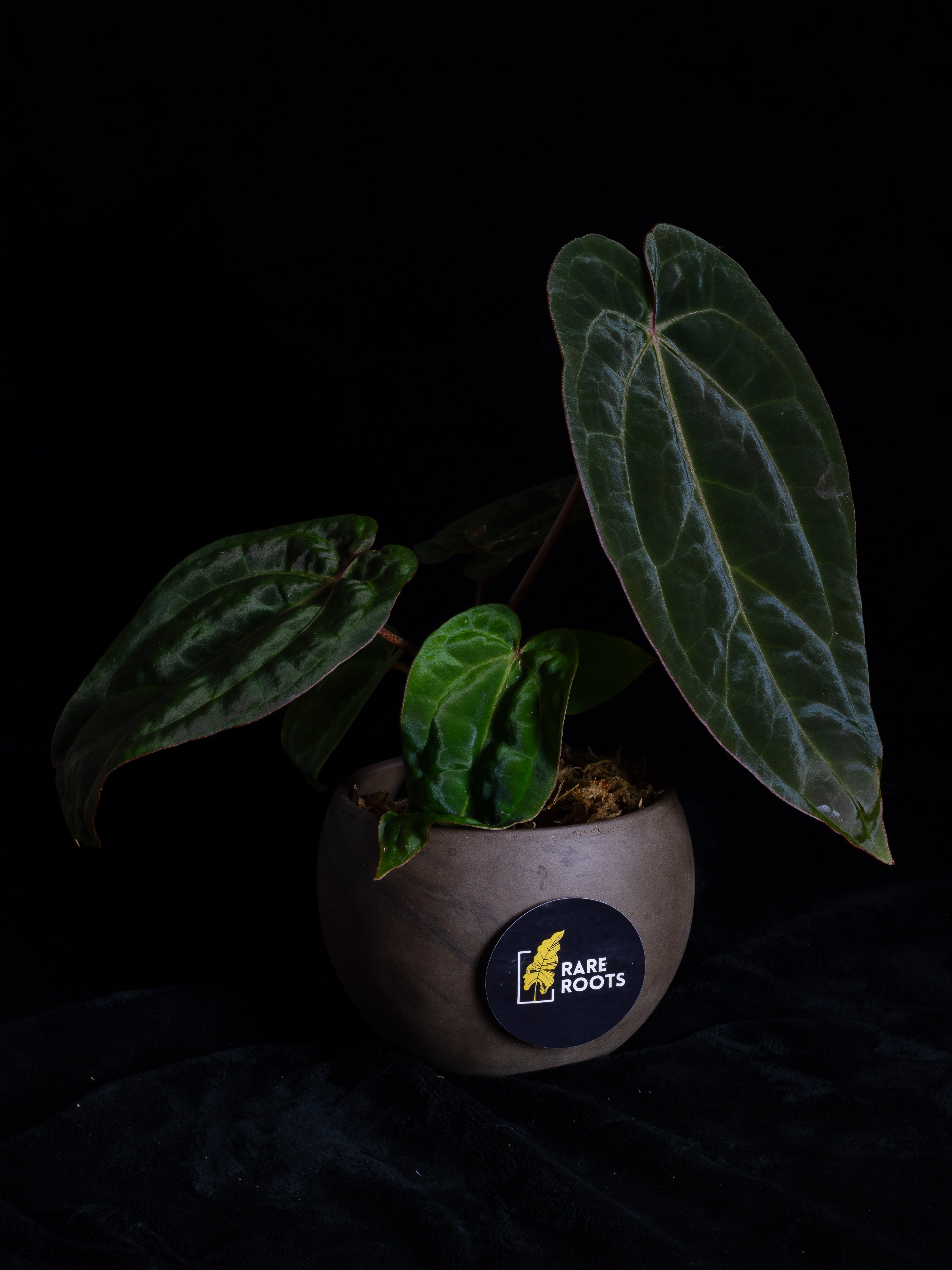 Rare & Unusual Aroids – Rare Roots Co