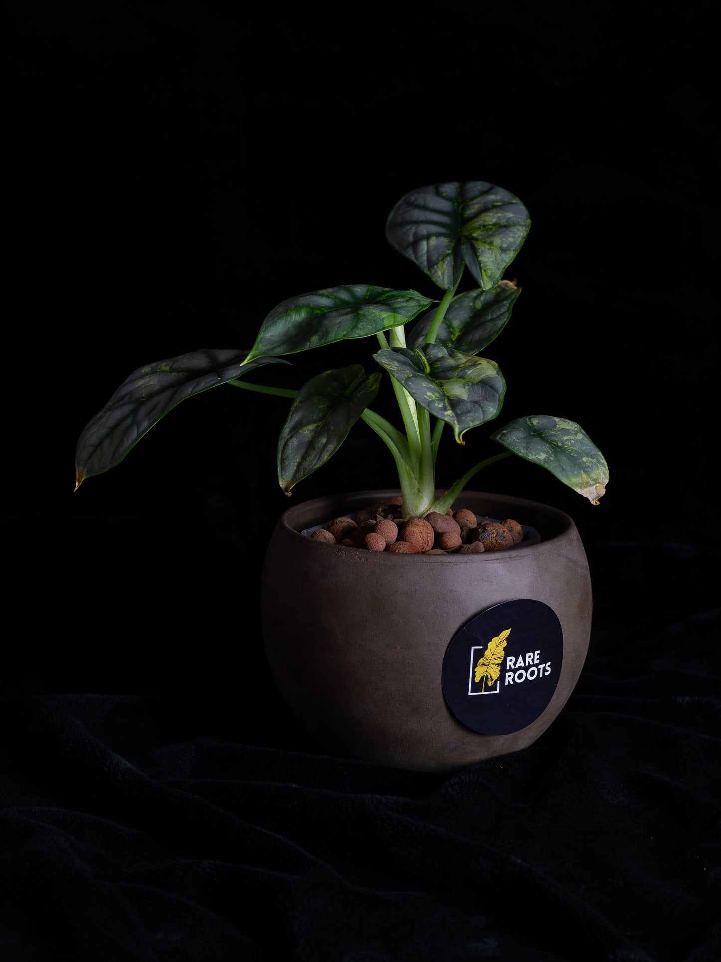 Alocasia 'Silver Dragon' variegated (DSAU-2221)