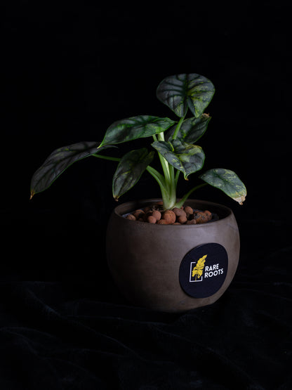 Alocasia 'Silver Dragon' variegated (DSAU-2221)