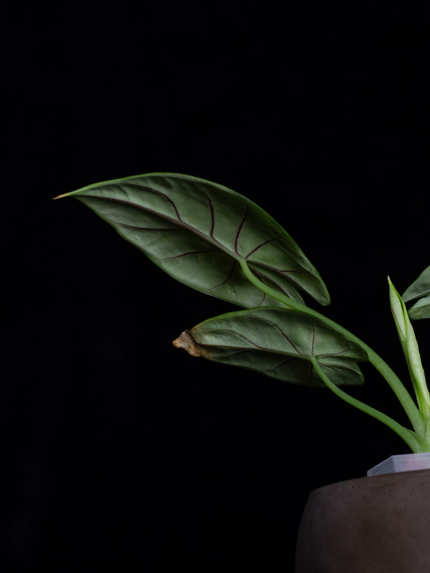 Alocasia 'Silver Dragon' variegated (DSAU-2221)