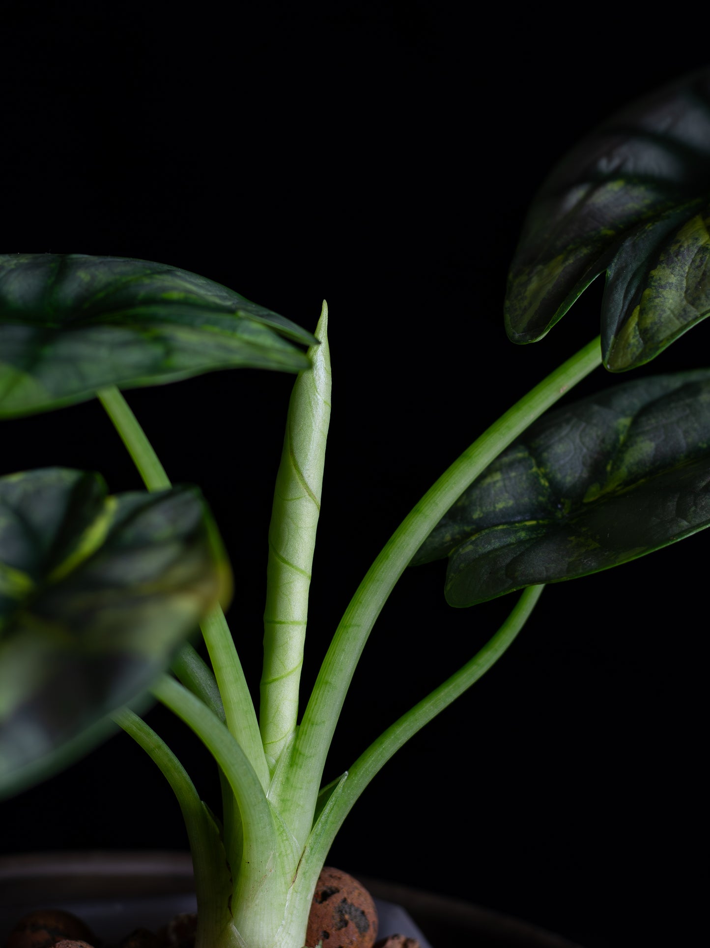 Alocasia 'Silver Dragon' variegated (DSAU-2221)
