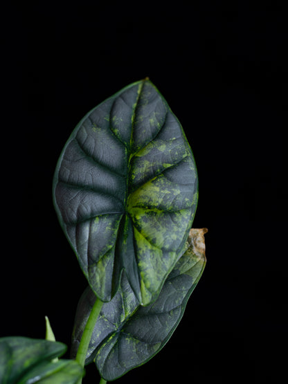 Alocasia 'Silver Dragon' variegated (DSAU-2221)