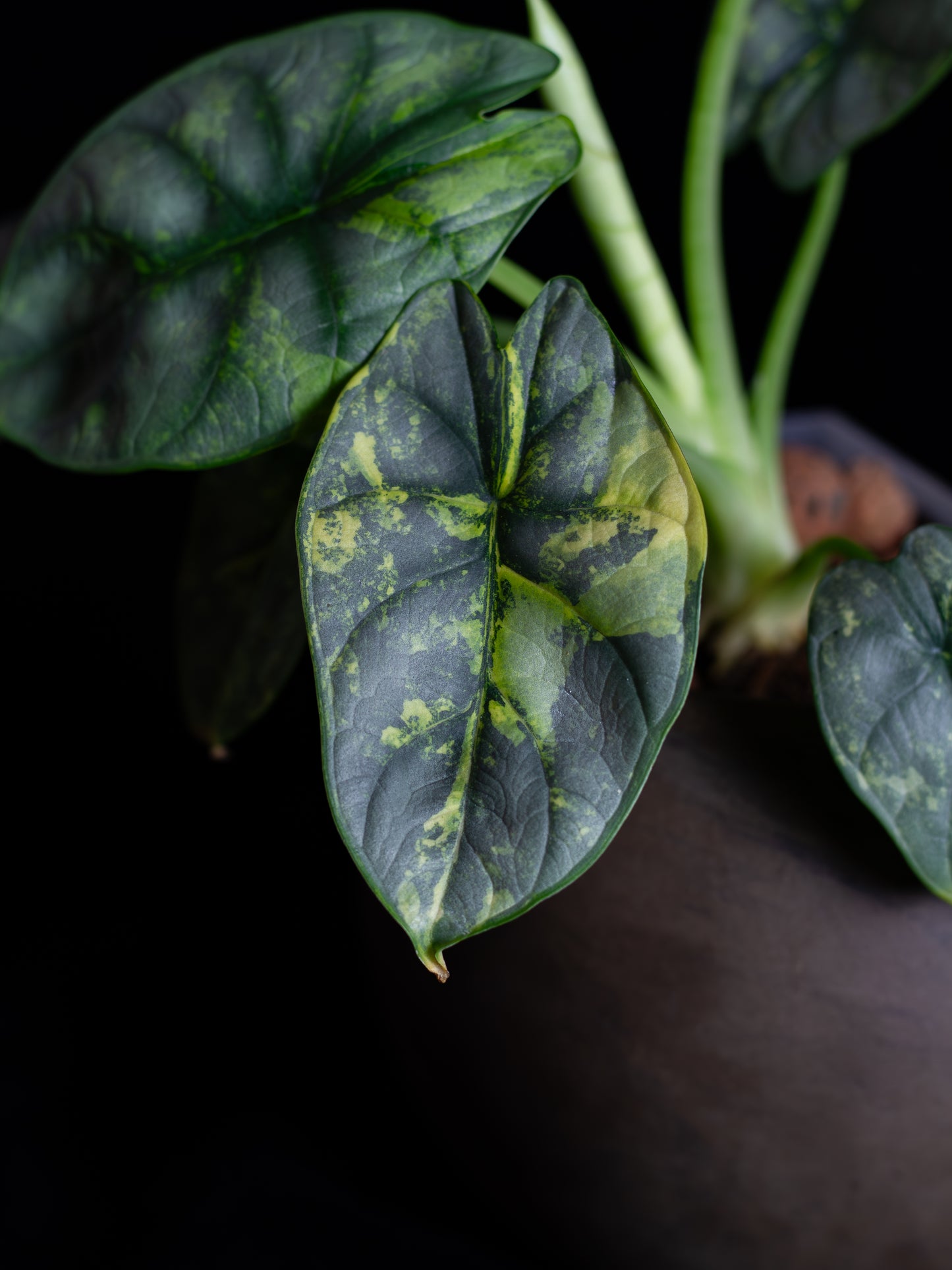 Alocasia 'Silver Dragon' variegated (DSAU-2221)