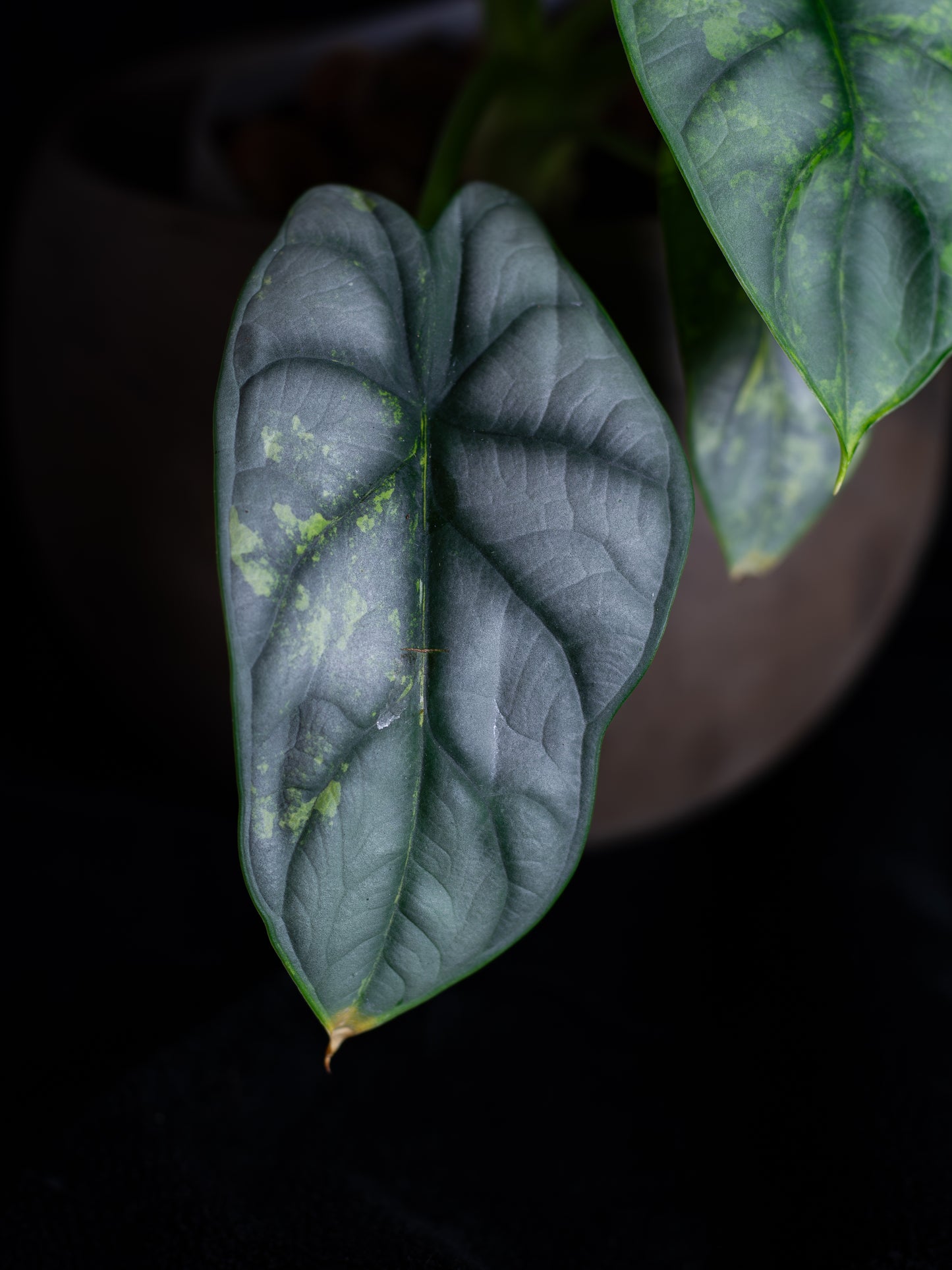 Alocasia 'Silver Dragon' variegated (DSAU-2221)