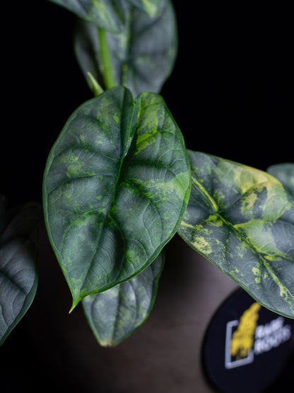 Alocasia 'Silver Dragon' variegated (DSAU-2221)