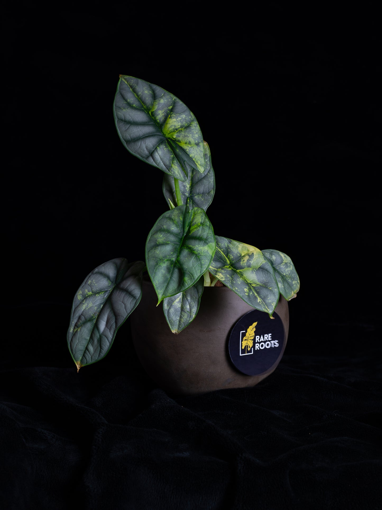 Alocasia 'Silver Dragon' variegated (DSAU-2221)