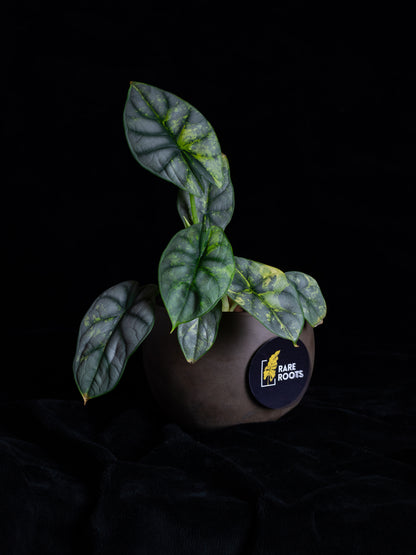 Alocasia 'Silver Dragon' variegated (DSAU-2221)
