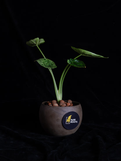 Alocasia Dragon Scale Mint variegated (DSBM-2121)