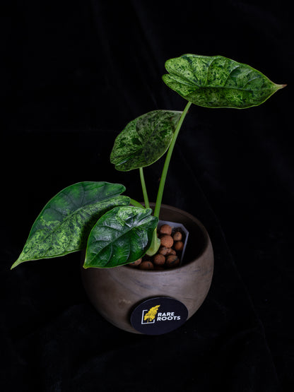 Alocasia Dragon Scale Mint variegated (DSBM-2121)