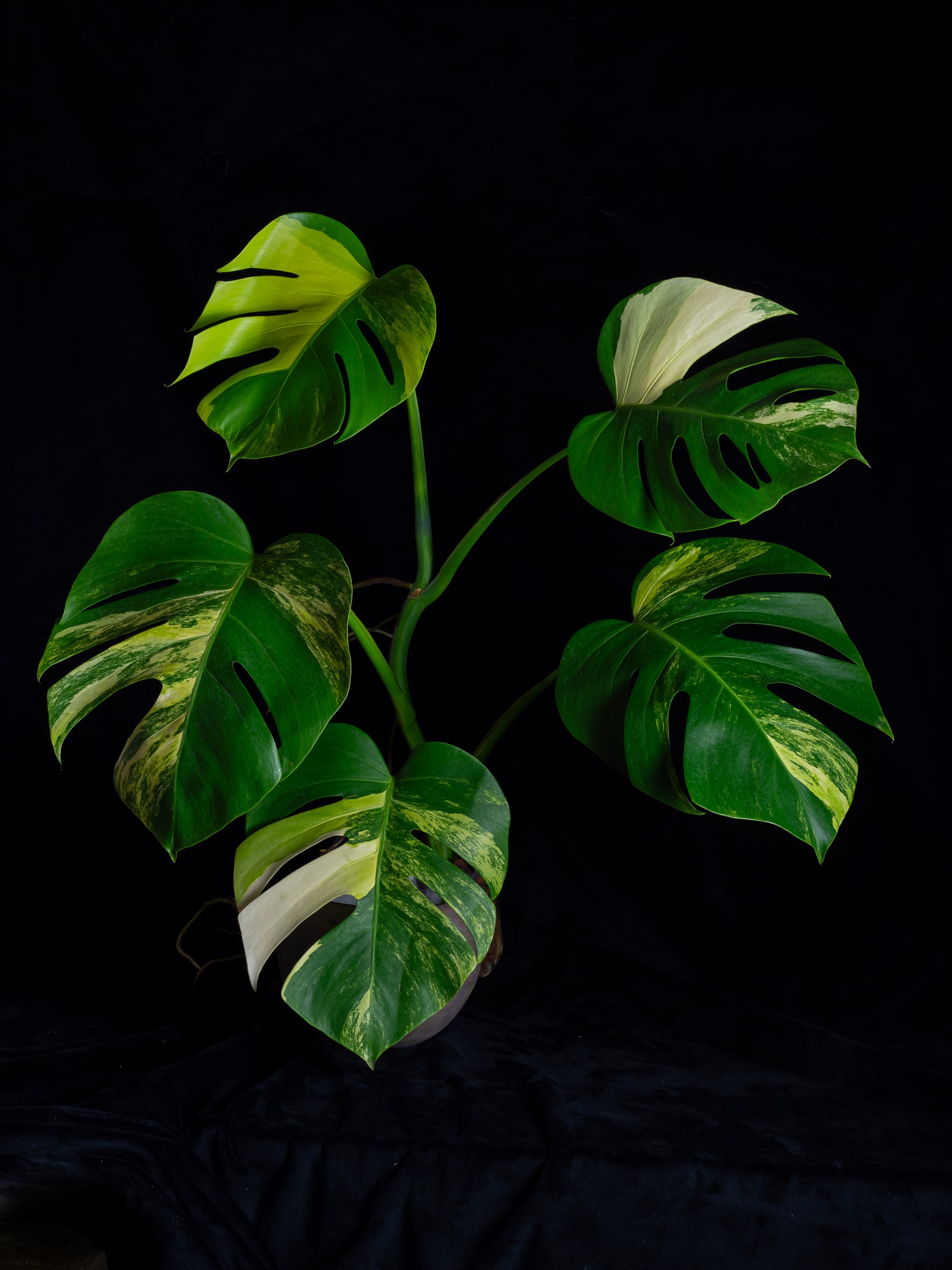 tricolor monstera Monstera aurea 'tricolor'