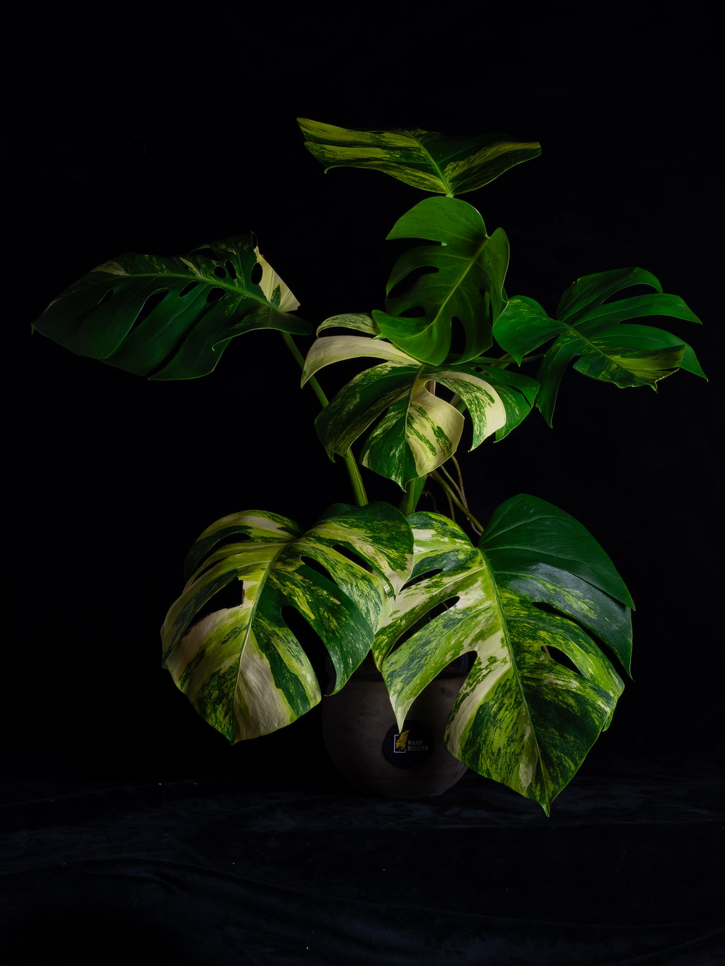Monstera aurea 'tricolor' - variegated SF/borsigiana (MBA-2412)