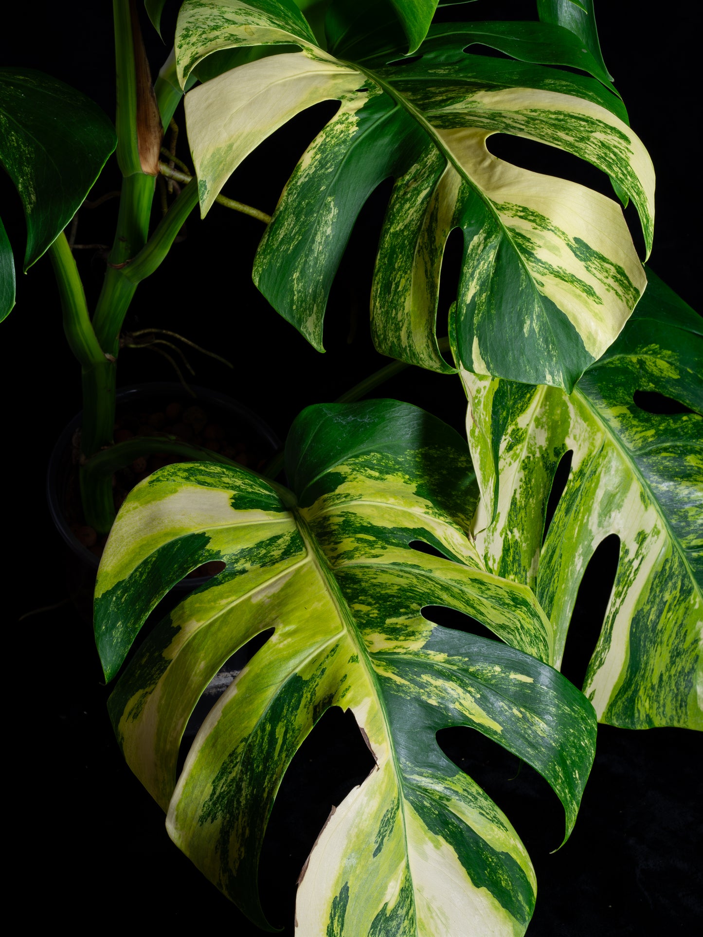 Monstera aurea 'tricolor' - variegated SF/borsigiana (MBA-2412)