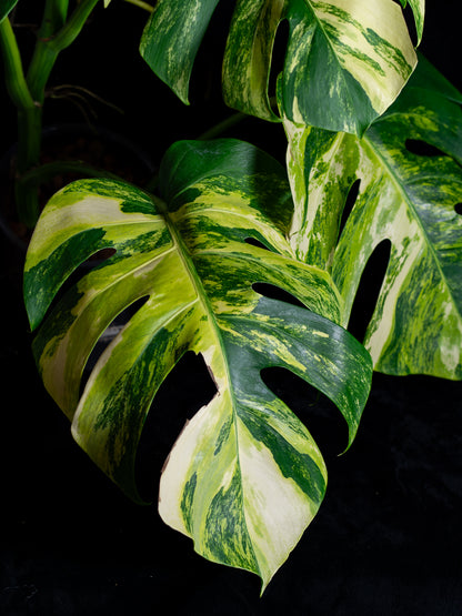 Monstera aurea 'tricolor' - variegated SF/borsigiana (MBA-2412)