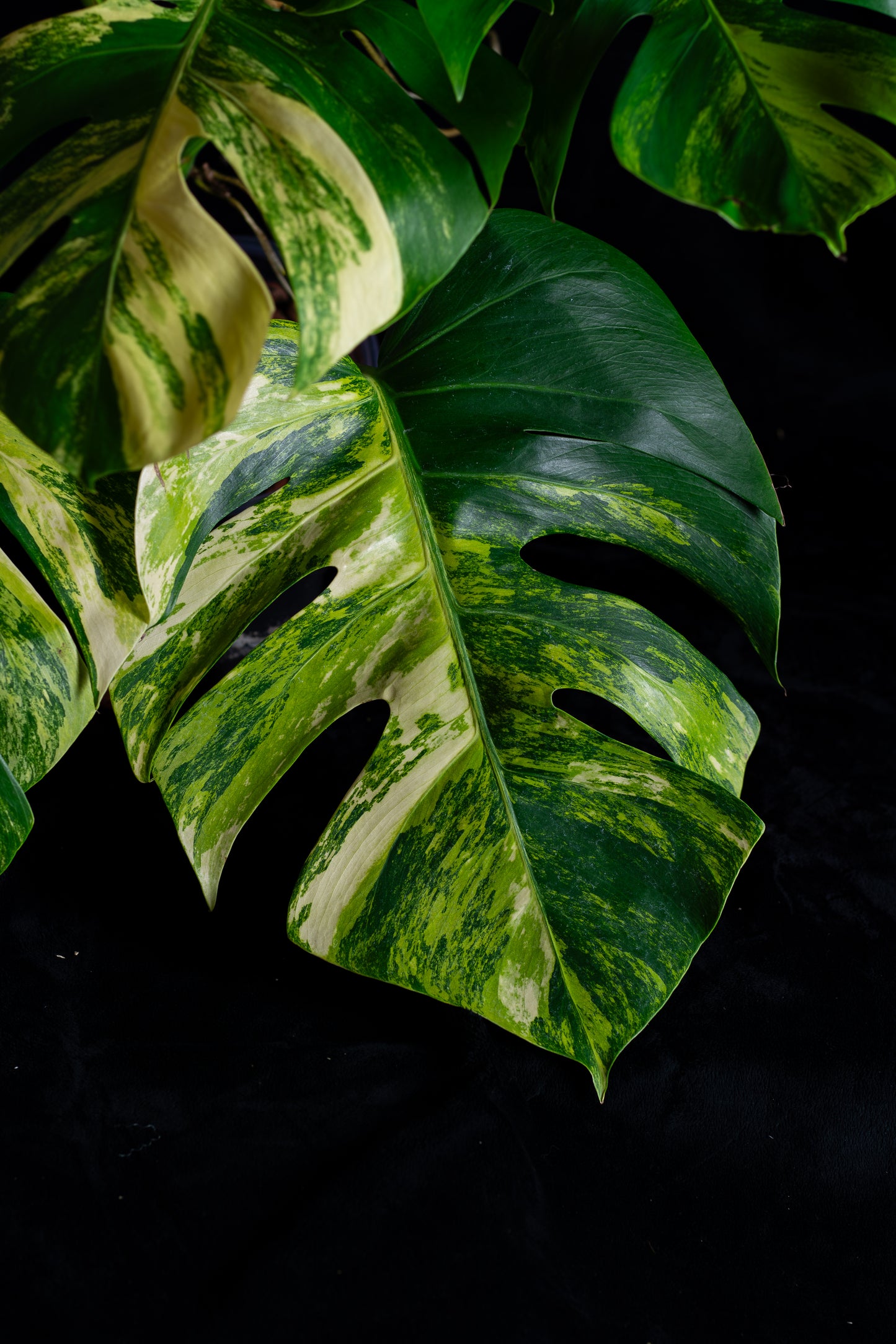 Monstera aurea 'tricolor' - variegated SF/borsigiana (MBA-2412)